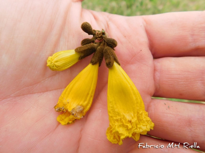 Handroanthus pulcherrimus