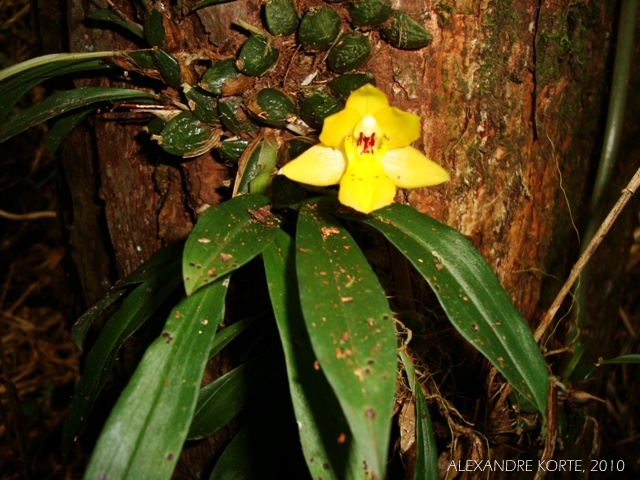 Promenaea paranaensis