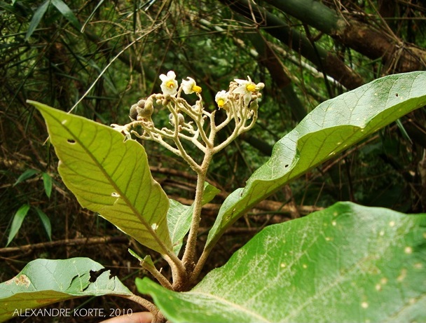 Solanum bullatum