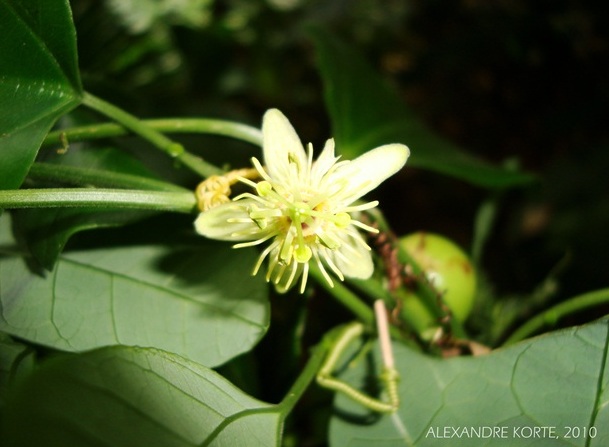 Passiflora truncata