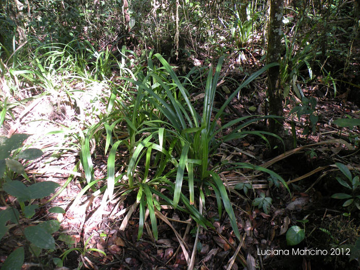 Pleurostachys gaudichaudii