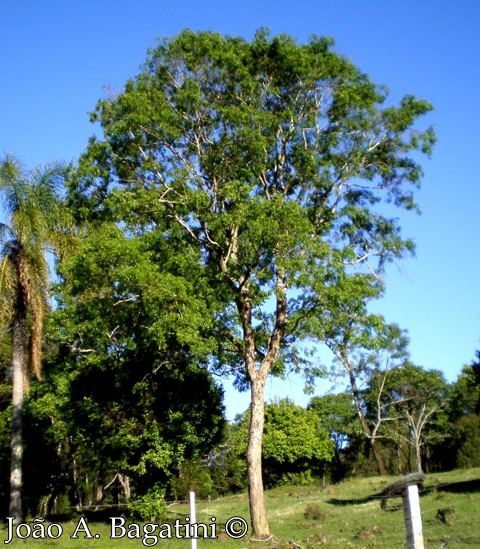 Machaerium paraguariense