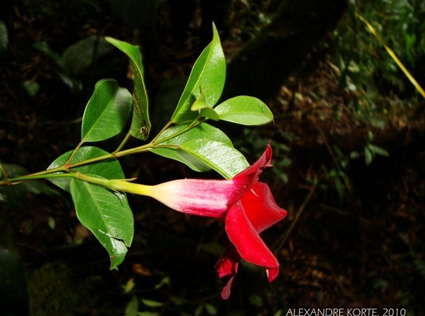 Mandevilla atroviolacea