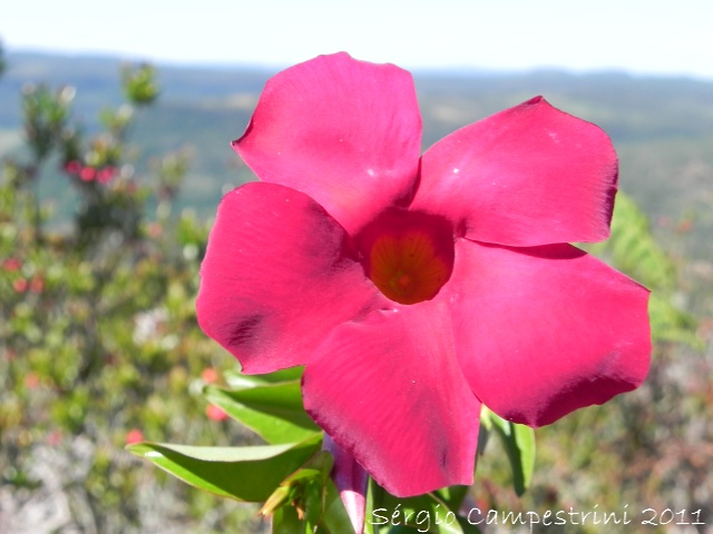 Mandevilla atroviolacea