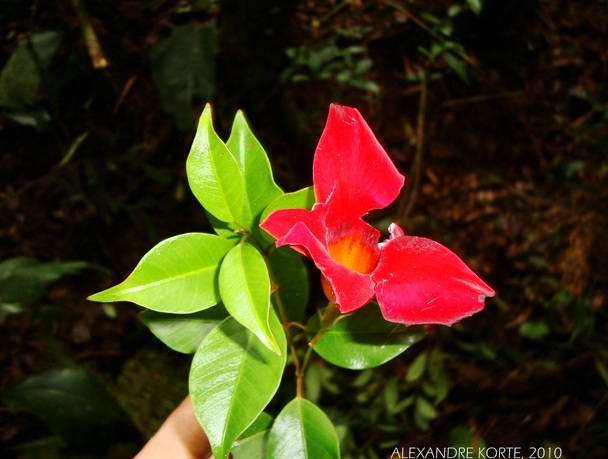 Mandevilla atroviolacea