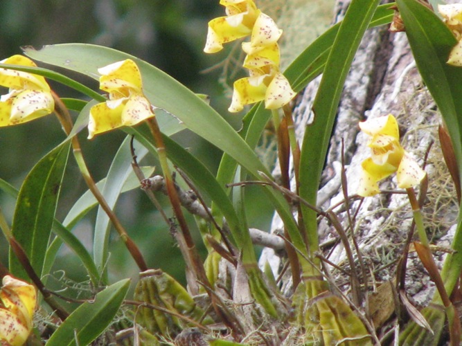 Brasiliorchis picta