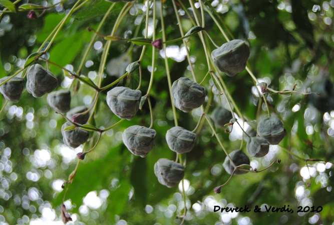 Bomarea edulis