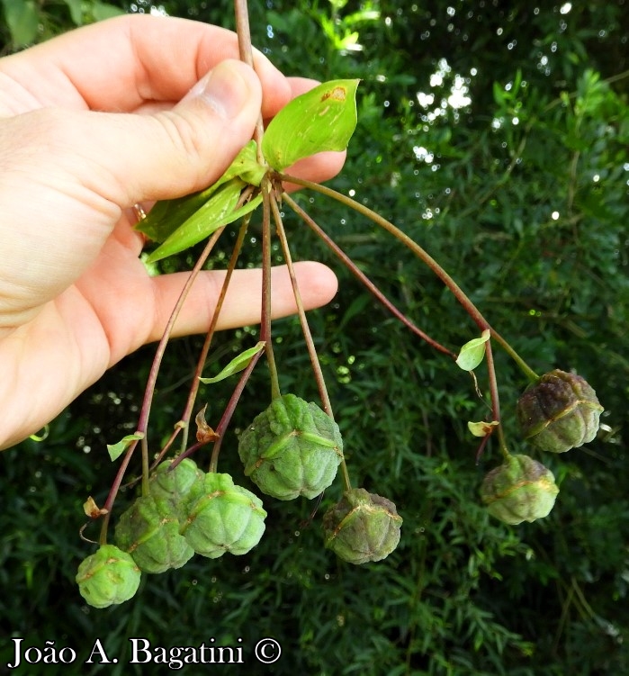 Bomarea edulis