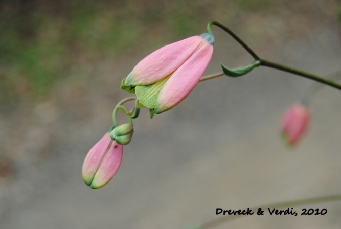 Bomarea edulis