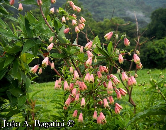 Bomarea edulis