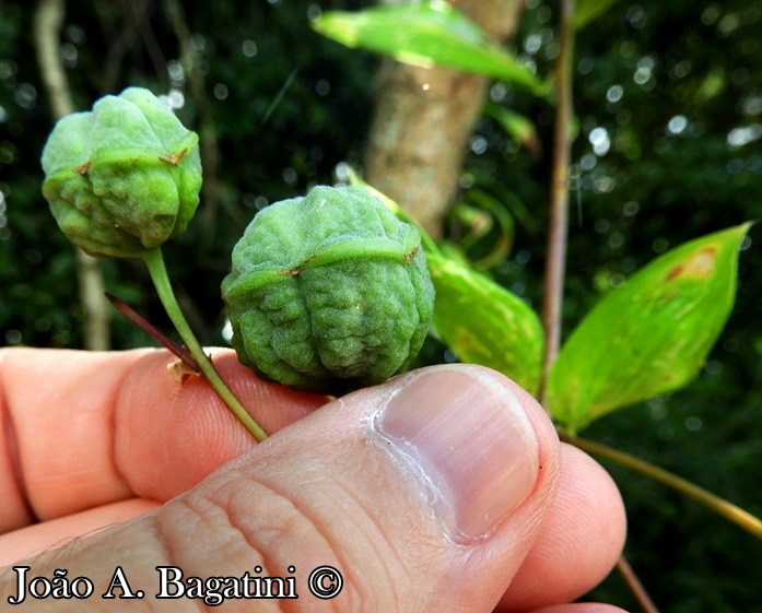 Bomarea edulis