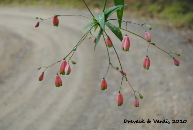 Bomarea edulis