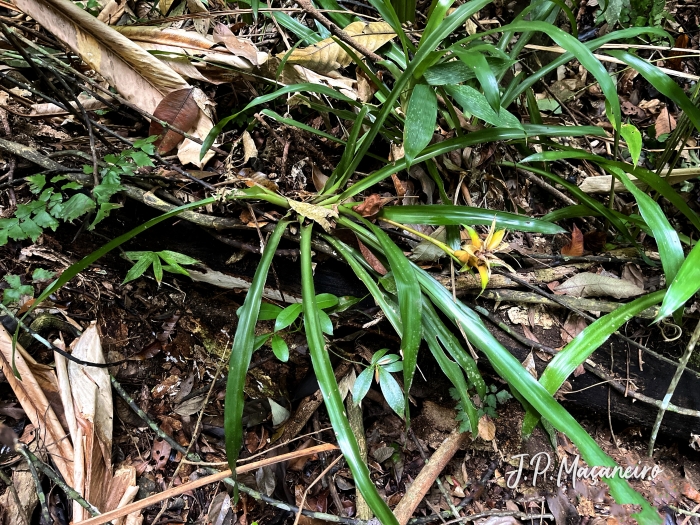 Canistropsis bilbergioides