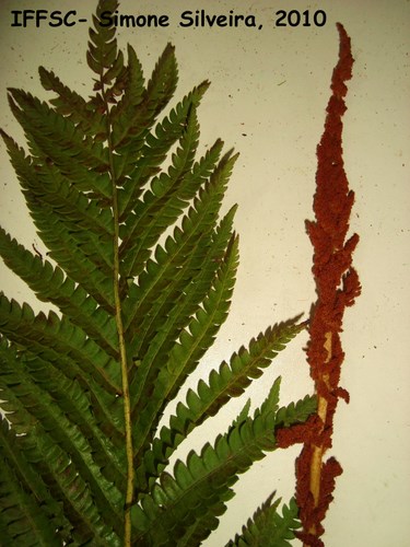 Osmunda cinnamomea