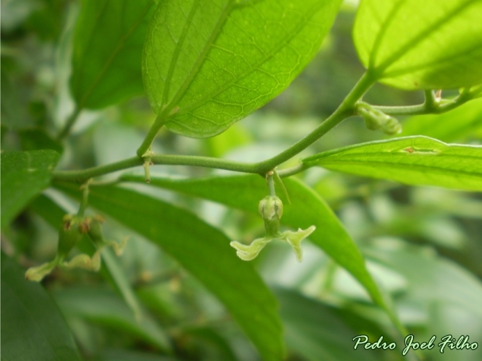 Celtis iguanaea