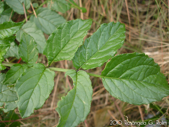 Solanum commersonii
