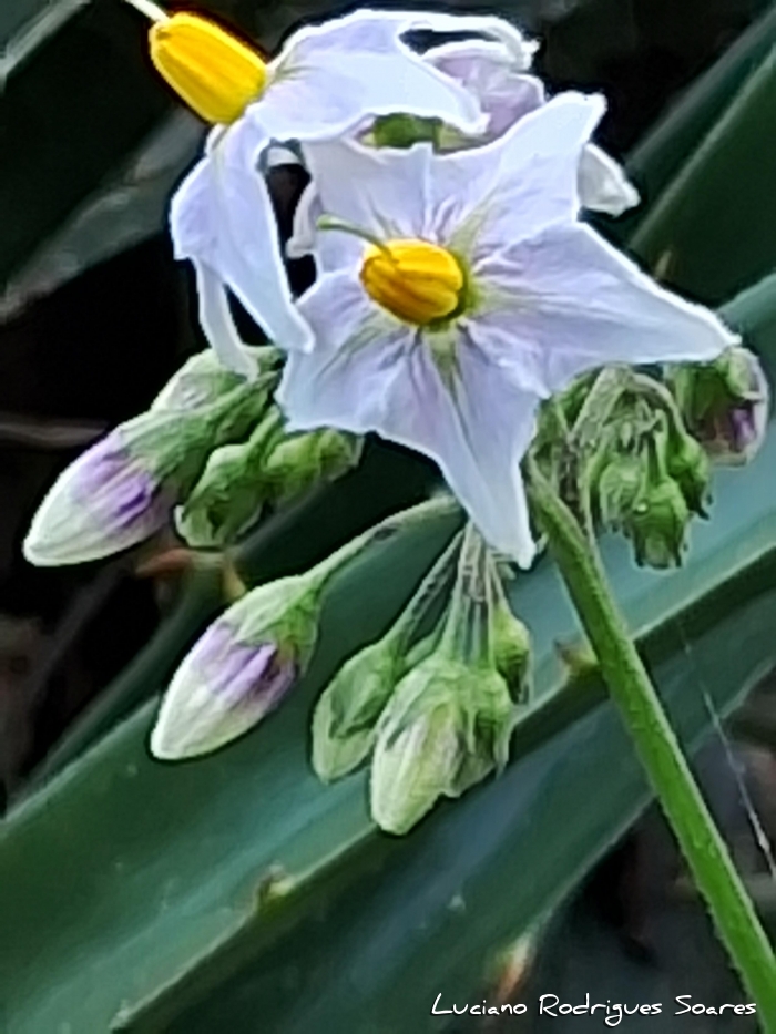 Solanum commersonii