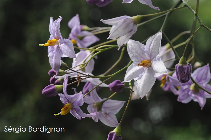 Solanum flaccidum