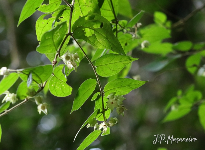 Solanum flaccidum