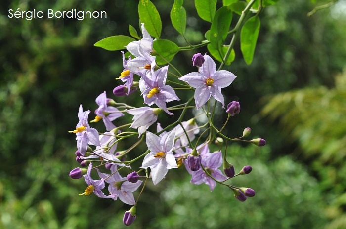 Solanum flaccidum