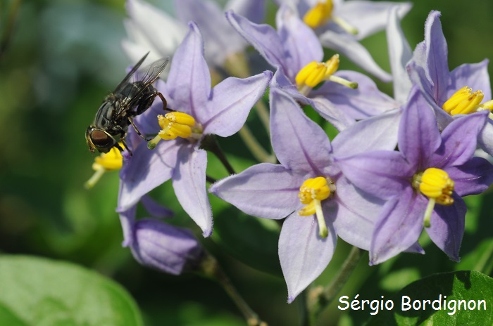 Solanum flaccidum