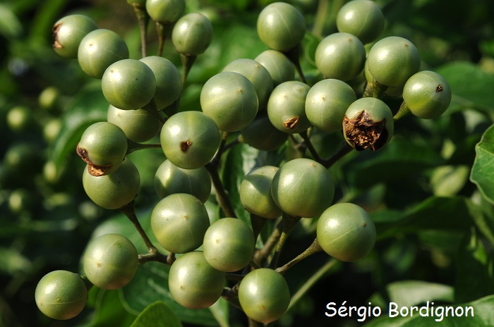 Solanum flaccidum