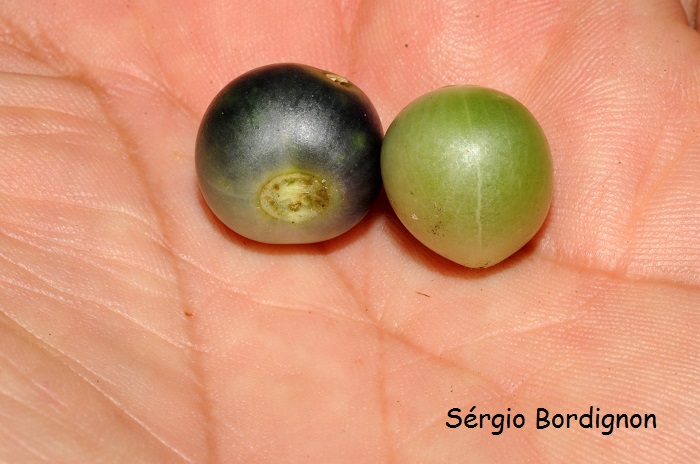 Solanum flaccidum