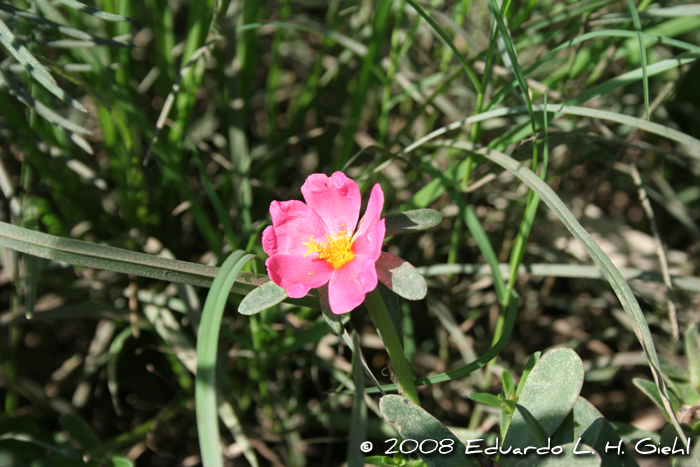 Portulaca cf. cryptopetala