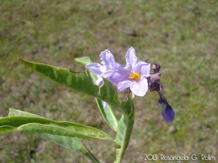 Solanum glaucophyllum