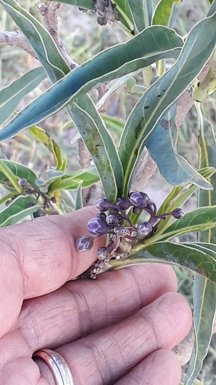 Solanum glaucophyllum