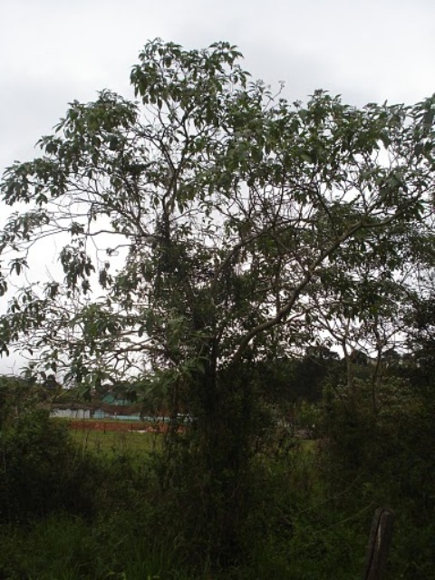 Solanum granulosoleprosum