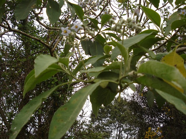 Solanum granulosoleprosum