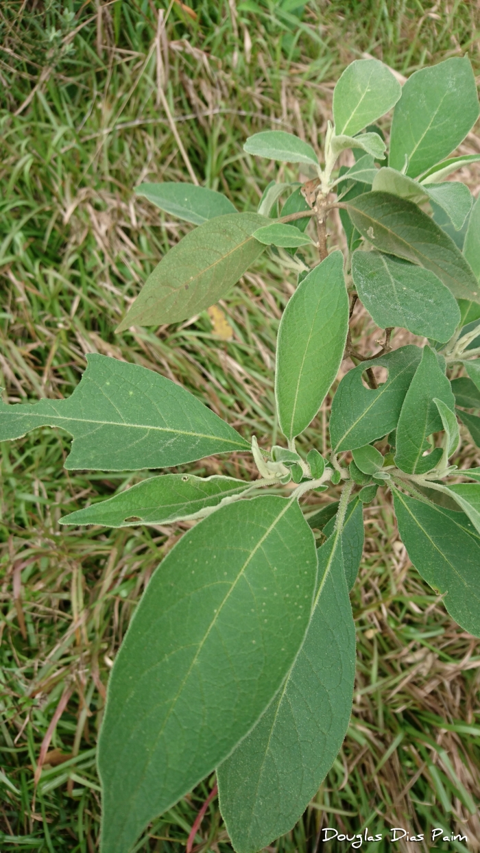 Solanum granulosoleprosum