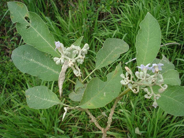 Solanum granulosoleprosum