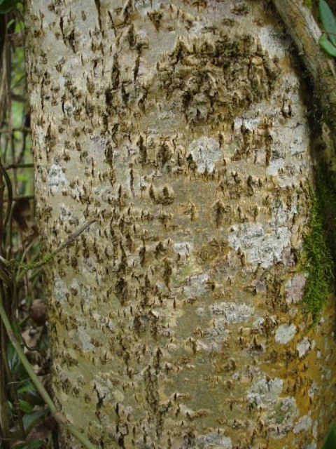 Solanum granulosoleprosum