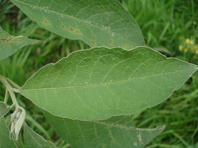 Solanum granulosoleprosum