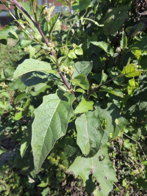 Solanum guaraniticum