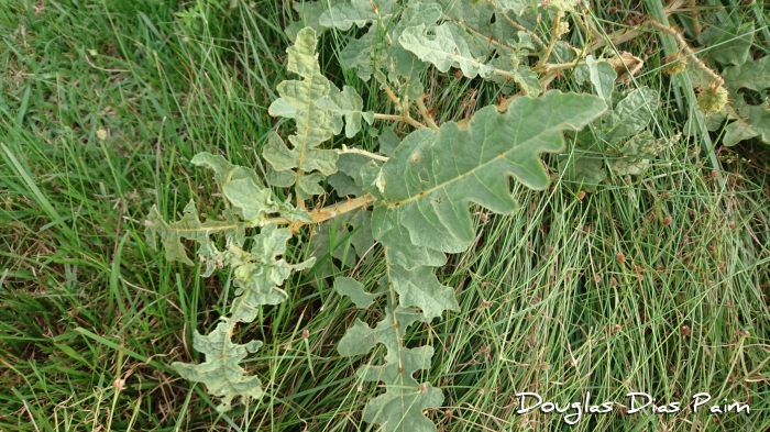 Solanum hasslerianum