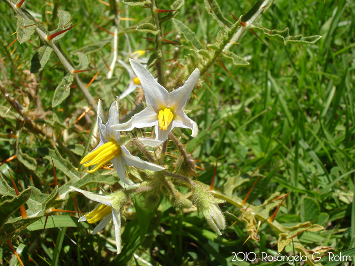 Solanum hasslerianum