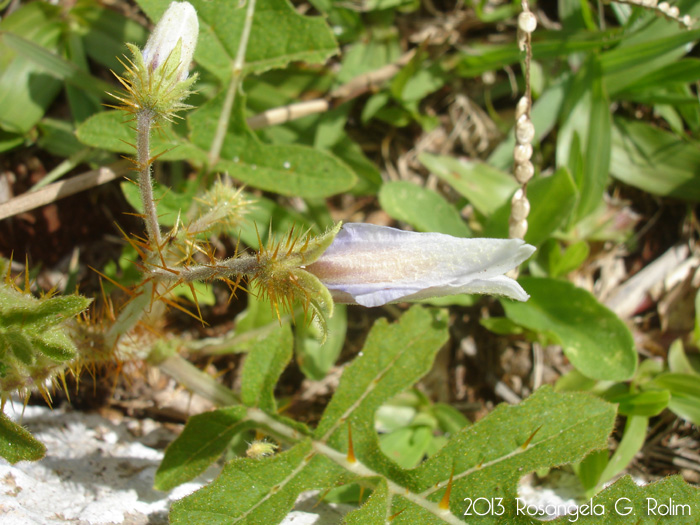 Solanum hasslerianum