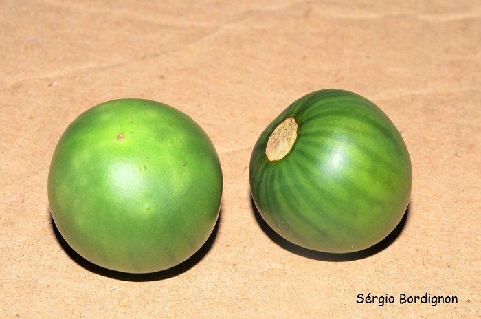 Solanum hasslerianum