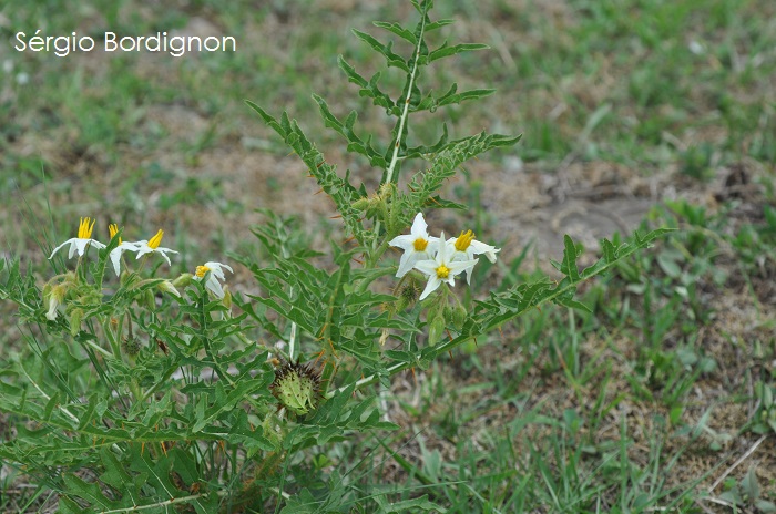 Solanum hasslerianum