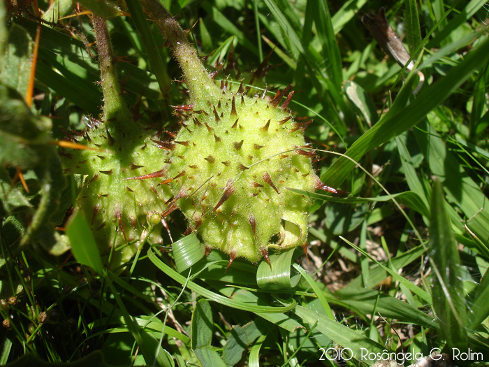 Solanum hasslerianum