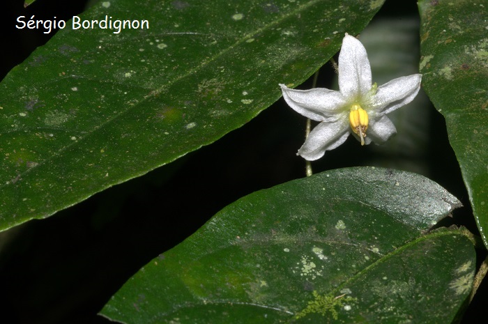 Solanum hirtellum