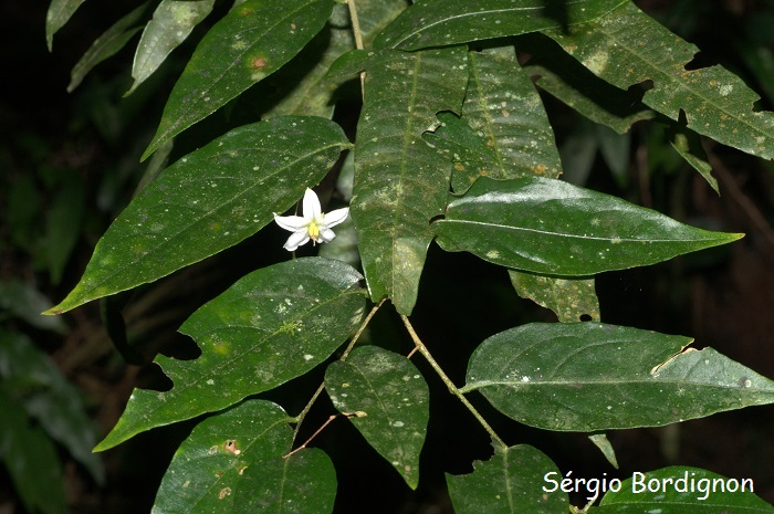 Solanum hirtellum