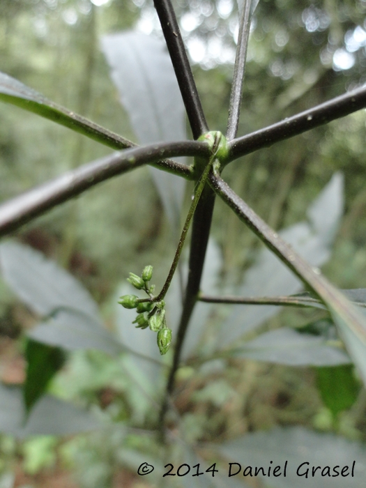 Solanum iraniense