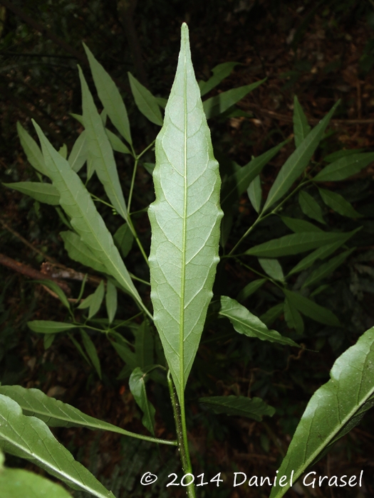 Solanum iraniense