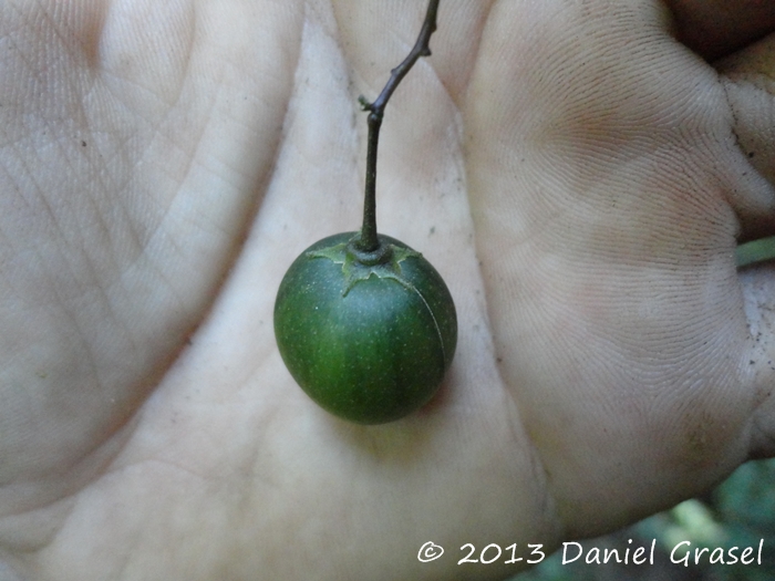 Solanum iraniense