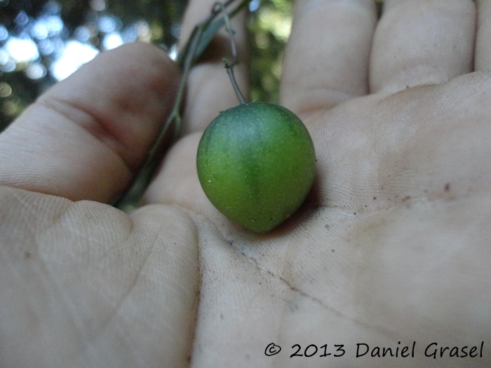 Solanum iraniense