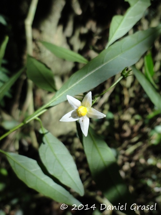 Solanum iraniense